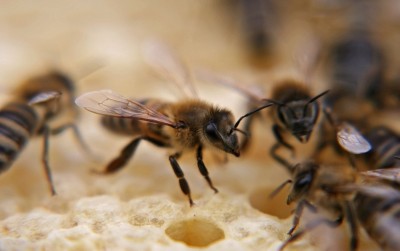 Bees in hive